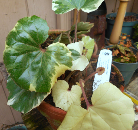Farfugium japonicum 'Argentea Variegata'