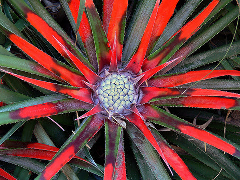 Fascicularia bicolor (aka Sun Bromeliad)