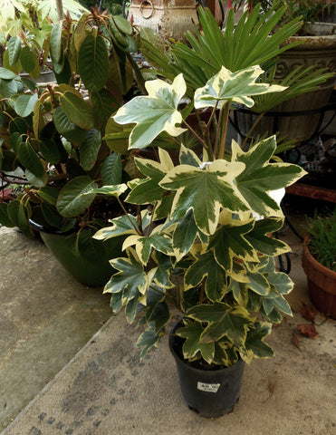 Fatshedera x lizei 'Angyo Star'