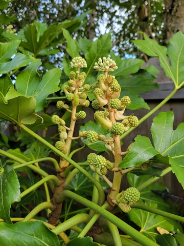 Fatsia japonica