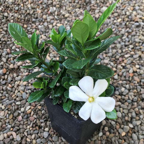 Gardenia 'Kleims Hardy'