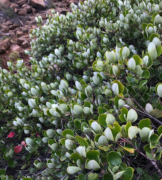 Garrya buxifolia (x elliptica)