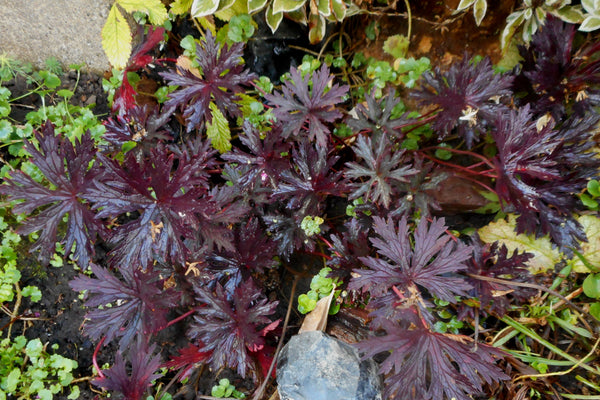 Geranium maculatum 'Espresso'