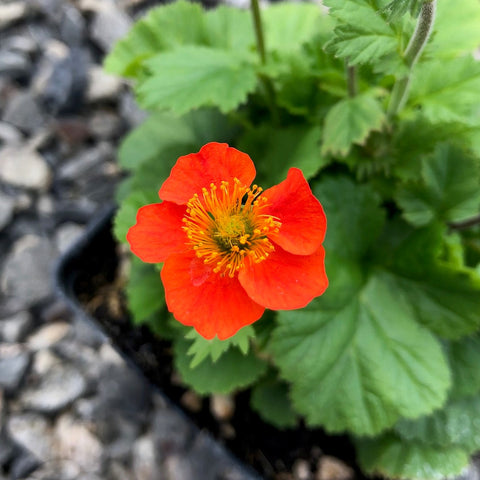 Geum coccineum 'Koi'