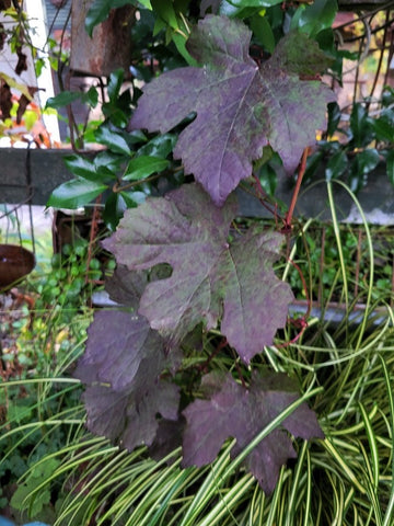 Vitis vinifera 'Purpurea'