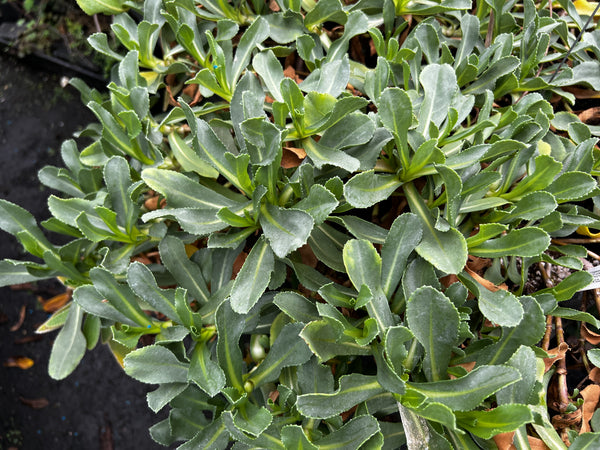 Grindelia stricta ssp. platyphylla ‘Mendocino’