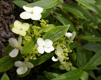 Hydrangea angustipetala