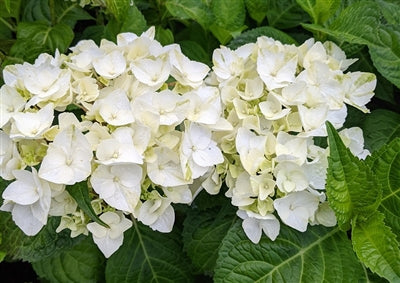 Hydrangea macrophylla 'Breena Giorgia'