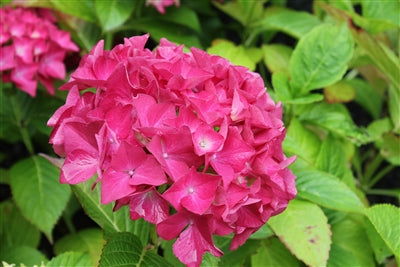 Hydrangea macrophylla 'Merritt's Red'