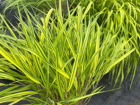 Hakonechloa macra 'Aureola'