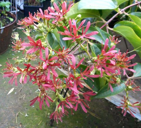 Heptacodium miconioides 'Temple of Bloom'