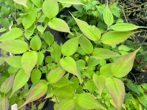 Heptacodium miconioides