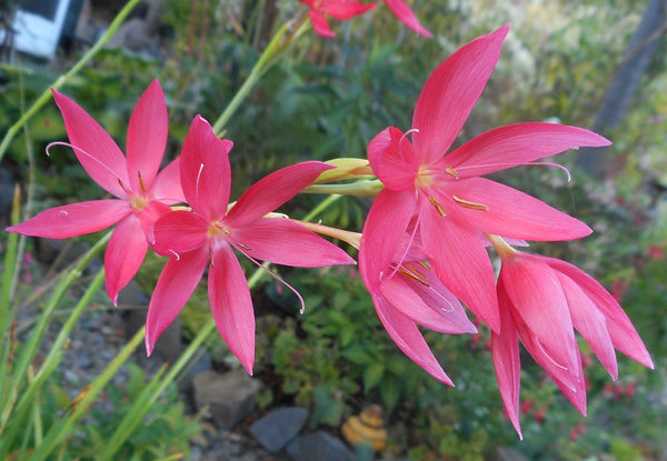 Hesperantha coccinea 'November Cheer' (aka Schizostylis coccinea 'November Cheer')