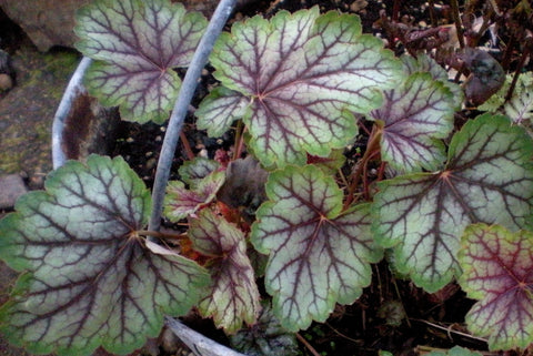 Heuchera 'Green Spice'