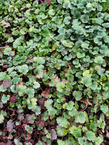 Heuchera 'Pink Wave'