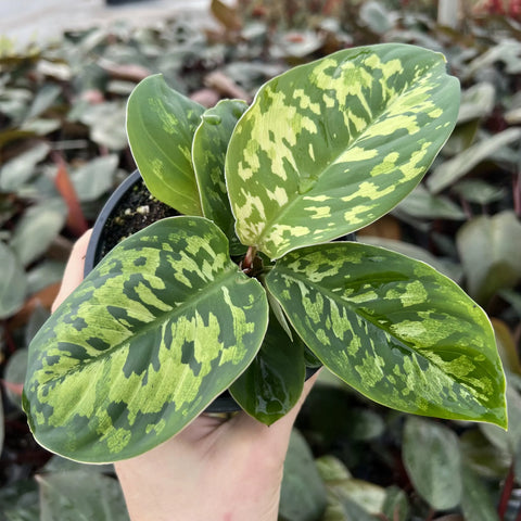 Adenoloma wallisii 'Camouflage' (Homalomena wallisii 'Camouflage')