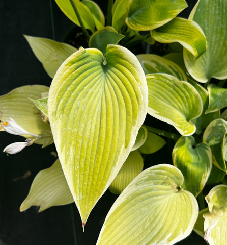 Hosta 'Apple Candy'