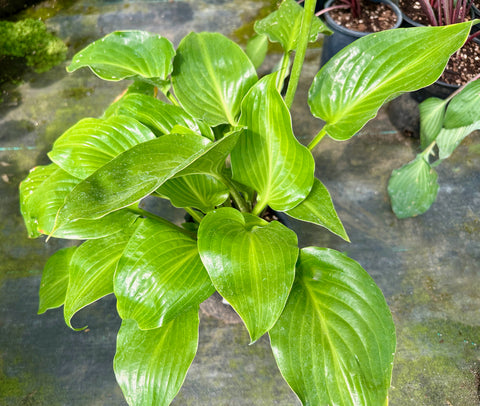 Hosta 'Invincible'