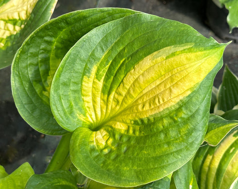 Hosta 'Lakeside Banana Bay'