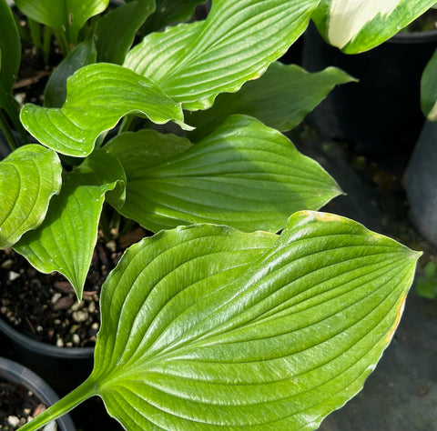 Hosta 'Lakeside Coal Miner'