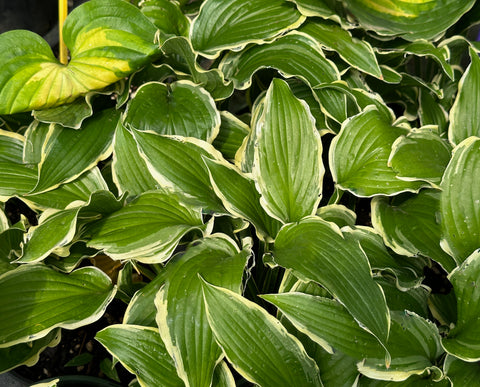 Hosta 'Lakeside Hoola Hoop'