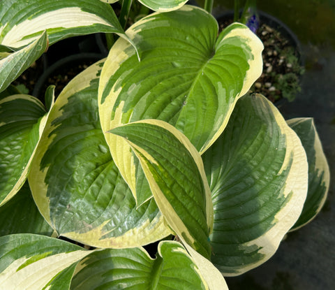 Hosta 'Lakeside Jazzy Jane'