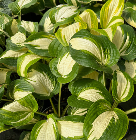 Hosta 'Lakeside Meter Maid'