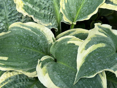 Hosta 'Lakeside Prophecy Fulfilled'