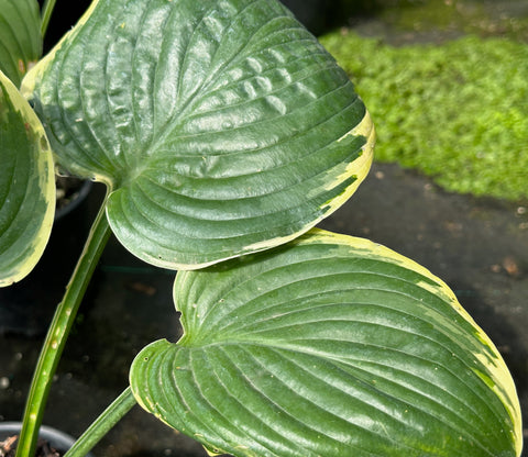 Hosta 'Lakeside Rhapsody'