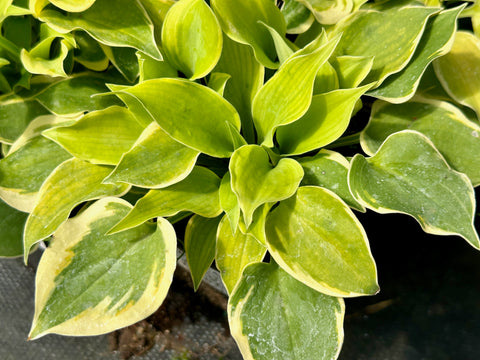 Hosta 'Lakeside Scamp'