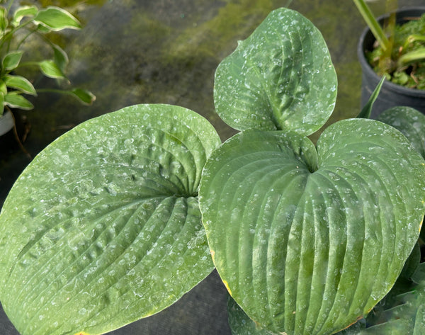 Hosta 'Lakeside Tycoon'