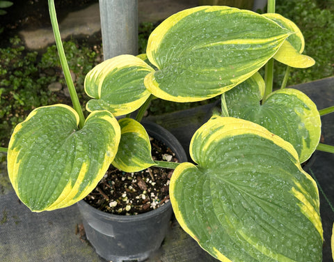 Hosta 'Laura and Darrell'