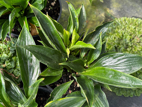 Hosta 'Leather Sheen'