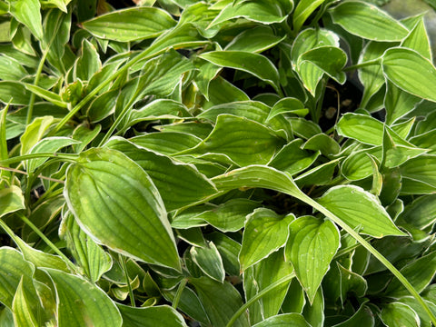 Hosta 'Lemon Frost'