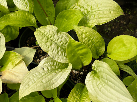 Hosta 'Lemon Ice'