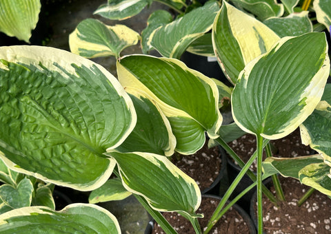 Hosta 'Leola Fraim'