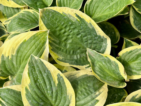 Hosta 'Light Everlasting'