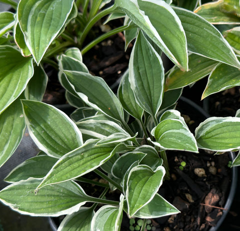 Hosta 'Lime Fizz'