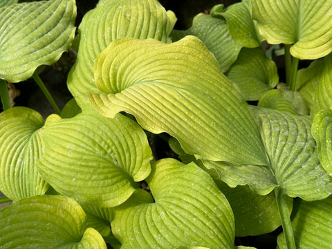 Hosta 'Lime Pie Crust'