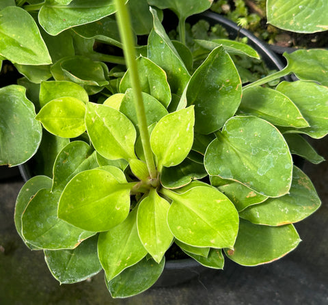 Hosta 'Limey Lisa'