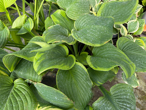 Hosta 'Mariachi'