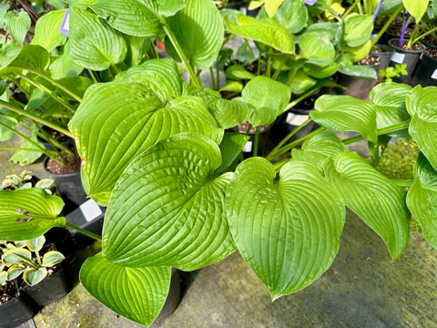 Hosta 'Midwest Magic'