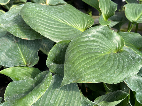 Hosta 'Night Life'