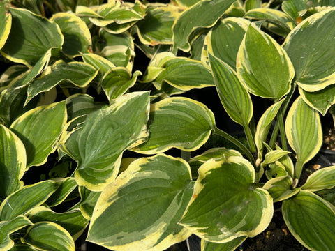 Hosta 'Ops'