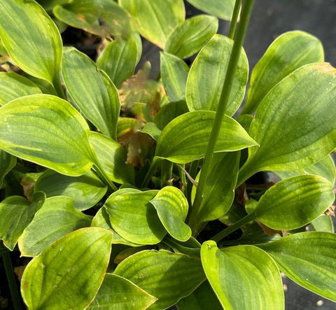 Hosta 'Paradise Sunset'