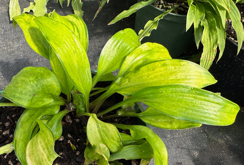 Hosta 'Paradise Tritone'