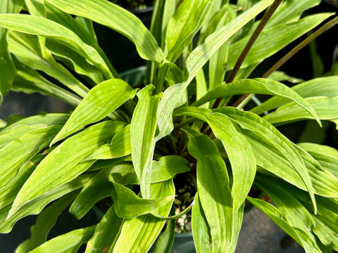 Hosta 'Party Streamers'