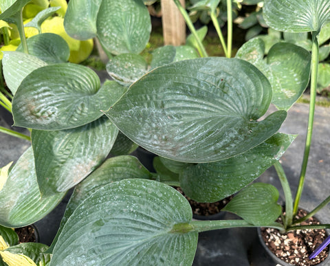 Hosta 'Peacock Feathers'