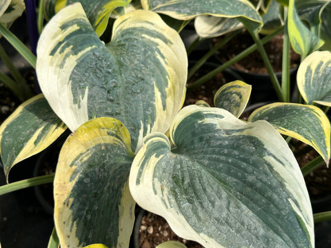 Hosta 'Permafrost'