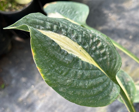 Hosta 'Pin-Up'